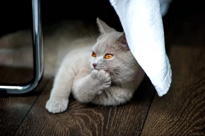 Kedilerin Gizemli Dünyasına Merhaba: Scottish Fold ve British Türleri